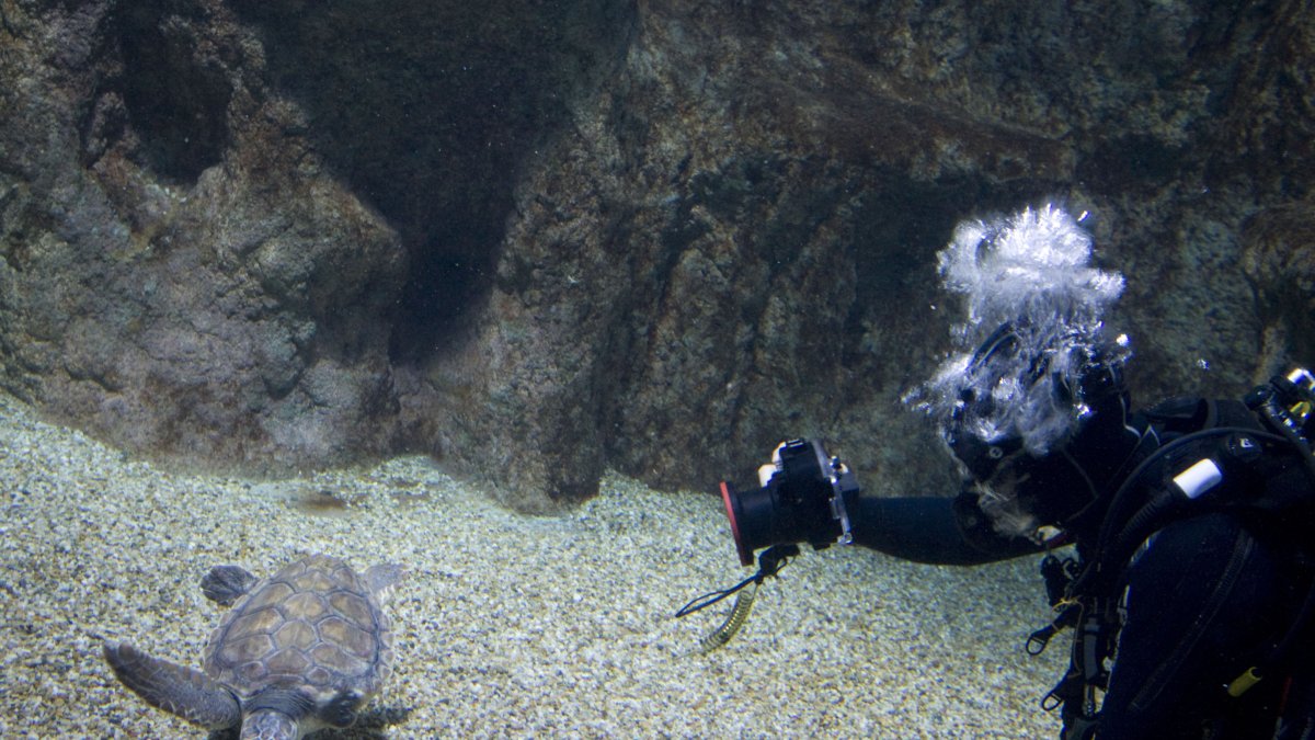 ‘Juan’, aún mutilada, se recupera bien en el Aquarium.