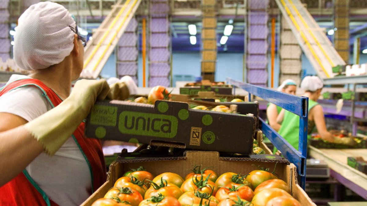 Centro de manipulado de hortalizas de Única Group