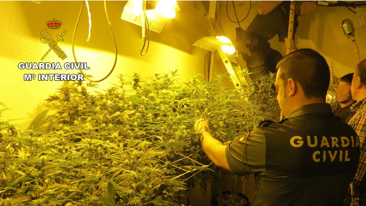 Los agentes incautaron una gran cantidad de marihuana.