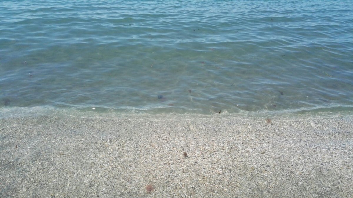 Pequeñas medusas que ya se pueden ver en la capital.