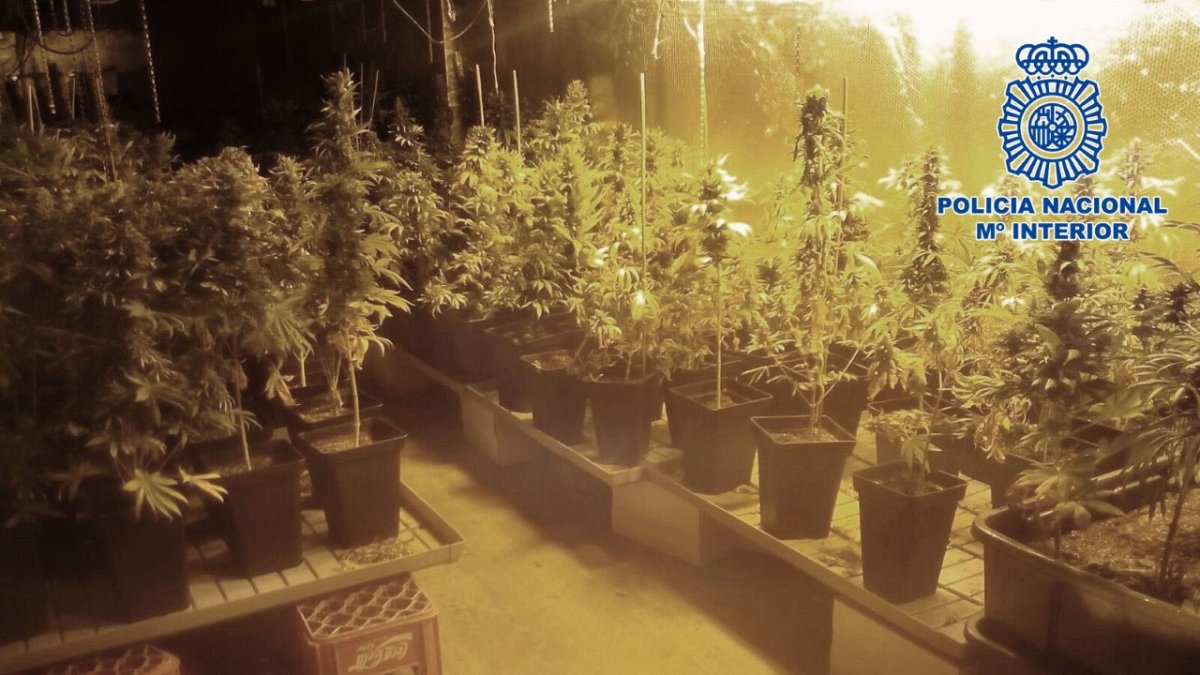 Droga que había en el interior de la vivienda.