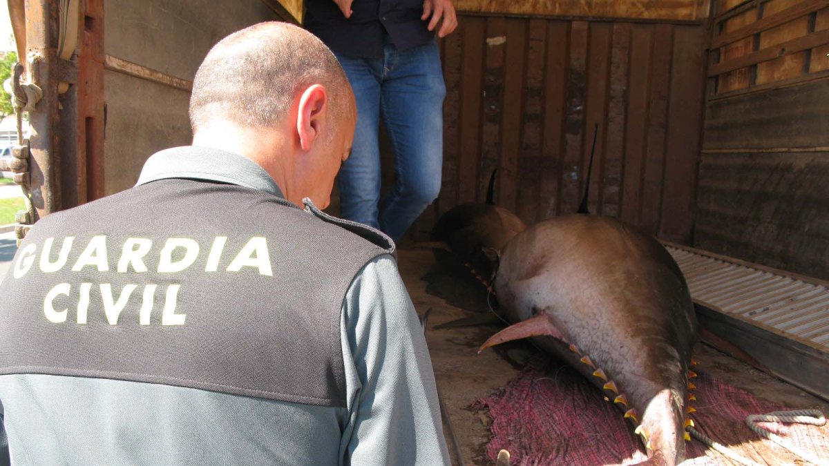 Ejemplar intervenido por la Guardia Civil.