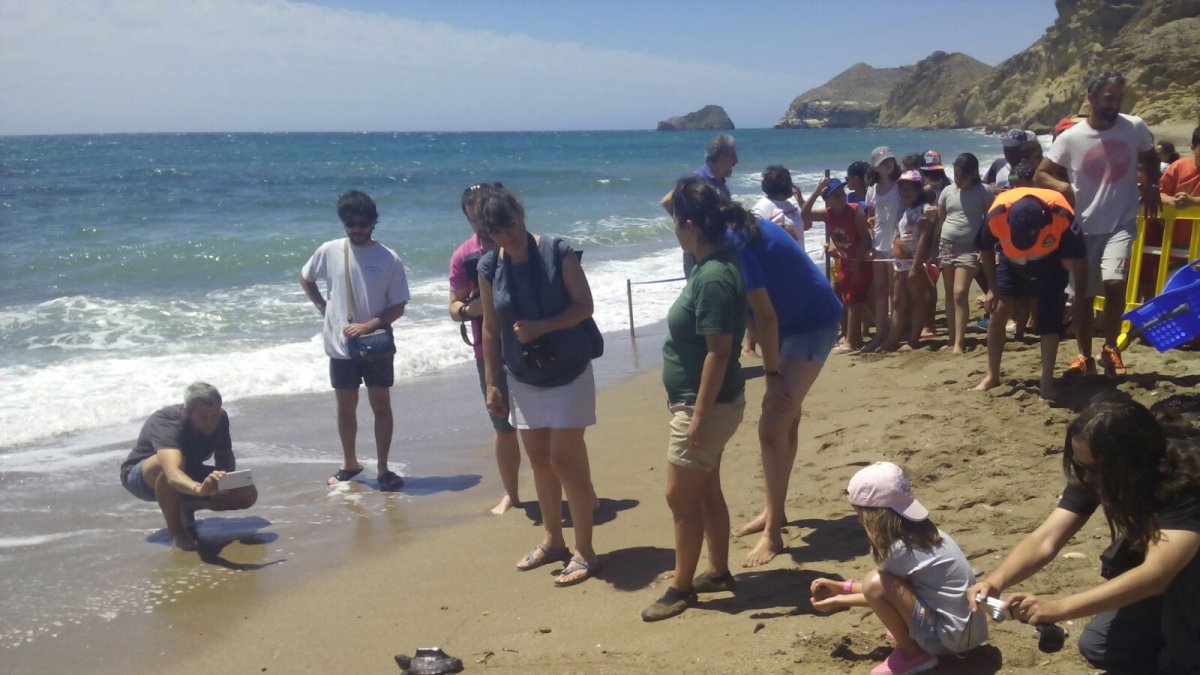 Liberación de los ejemplares de tortuga.
