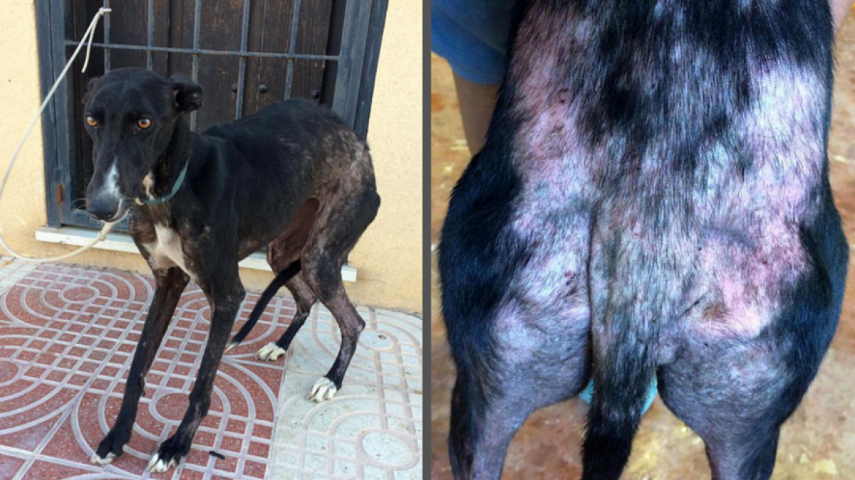 Estado en el que encontraron al animal.