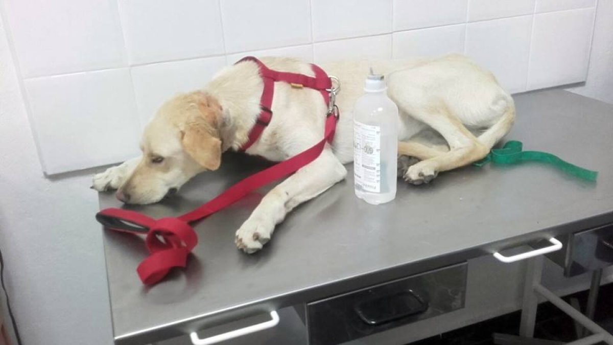 Leila, la perra que rescataron con un alambre incrustado en el cuello, en el veterinario, durante una cura.
