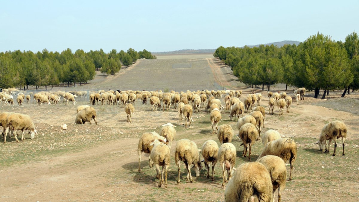 Ovejas pastando en un cortafuegos de la zona de Los Filabres.