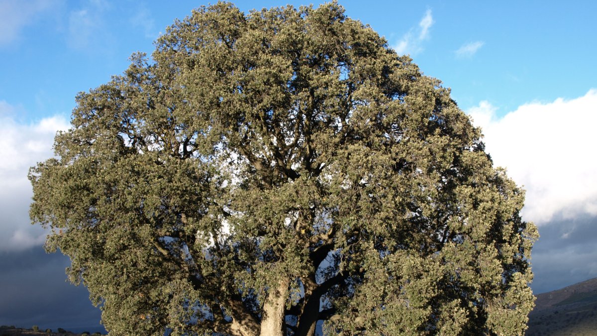 Una de las dos encinas milenarias de la sierra de Serón.