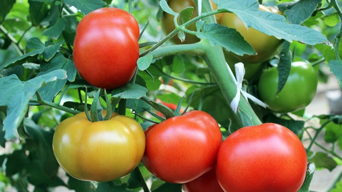 El tomate atraviesa su peor momento de la última década