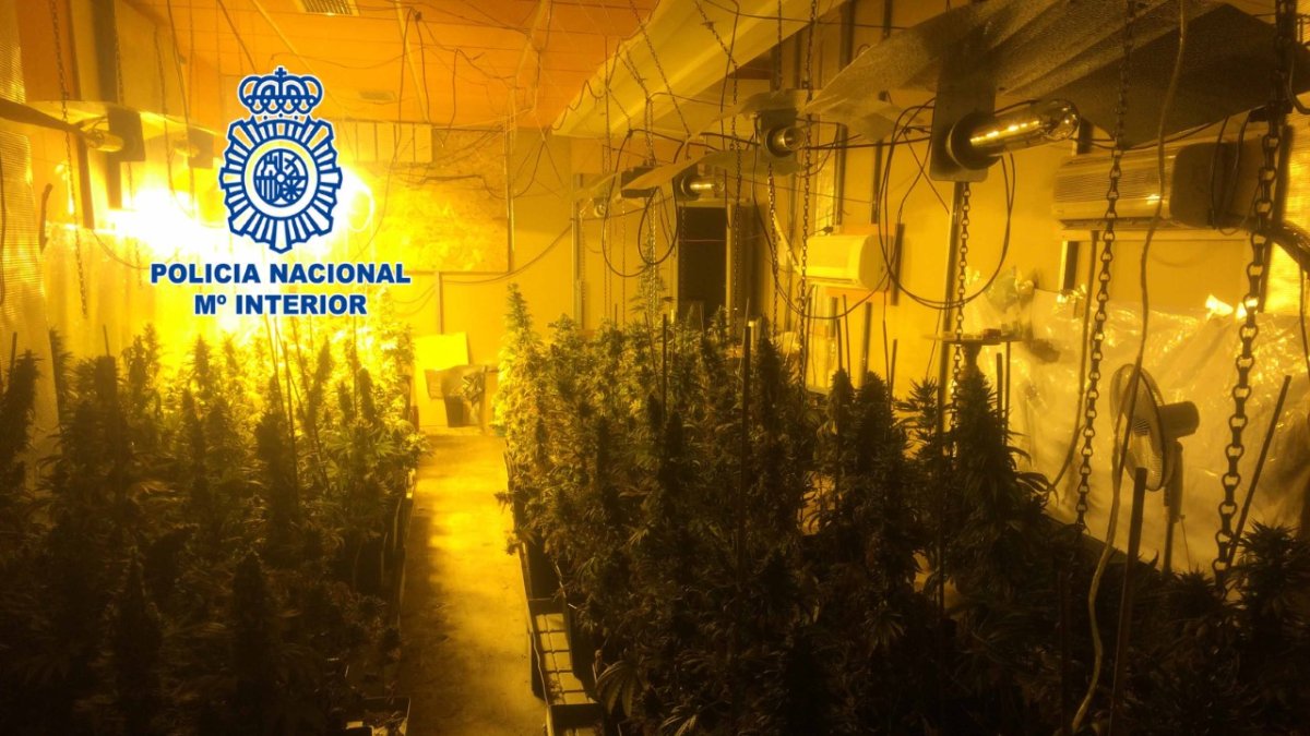 Plantación de marihuana desmantelada por la Policía Nacional.