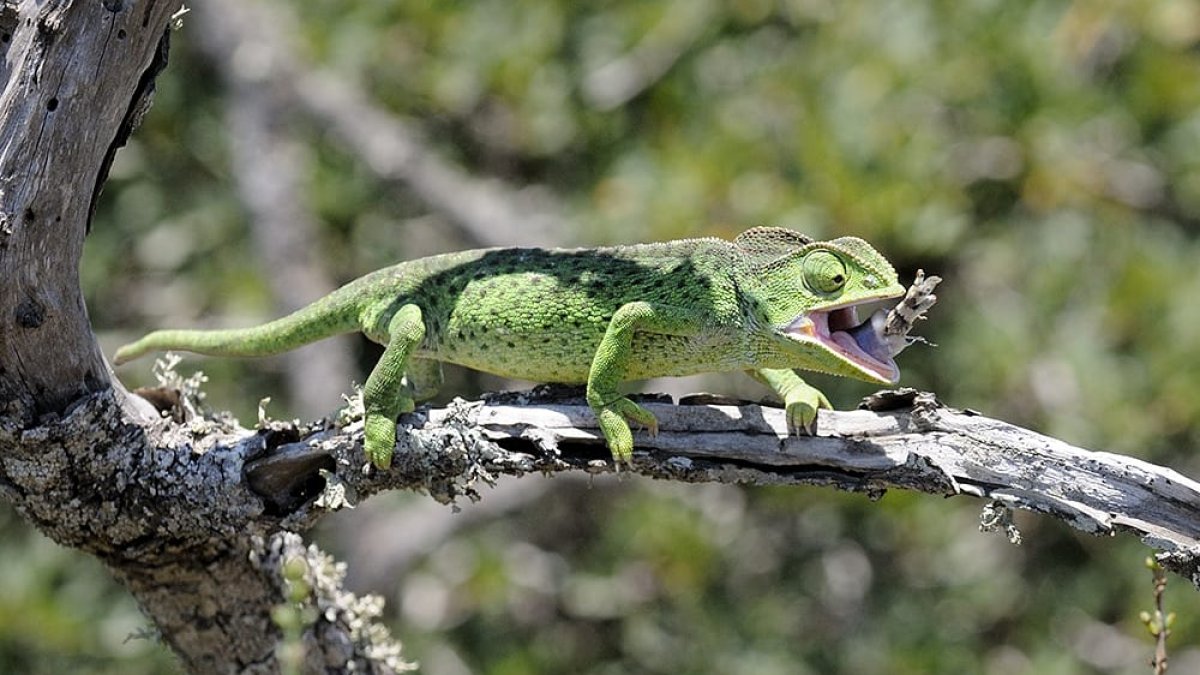 Un camaleón, captado en el momento de capturar un saltamontes. SERBAL