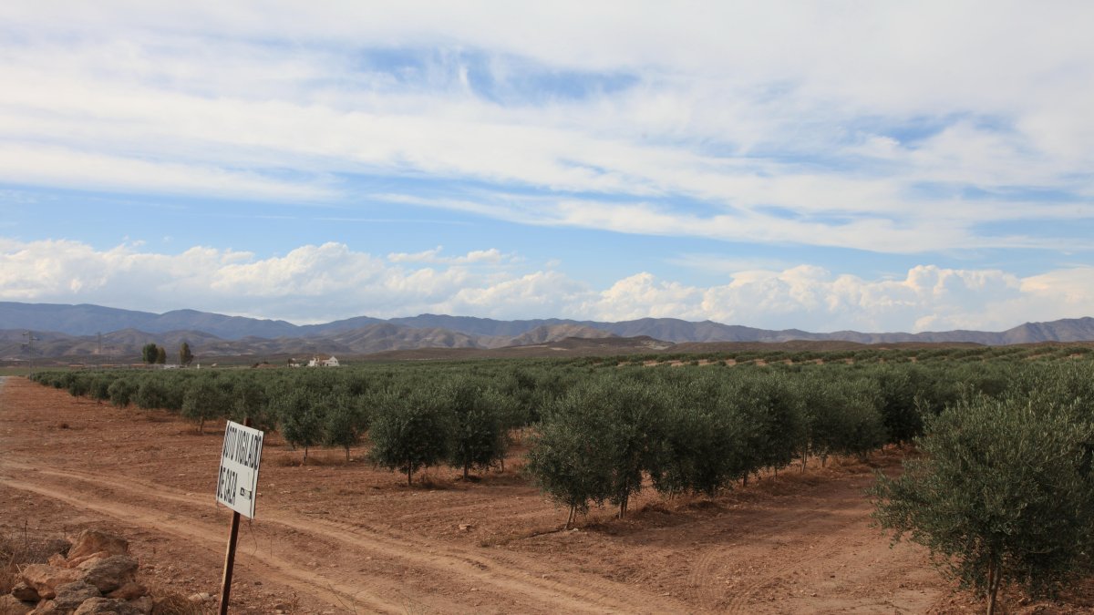 Vista parcial de una gran extensión de olivos cultivados en intensivo en la localidad almeriense de Tabernas.