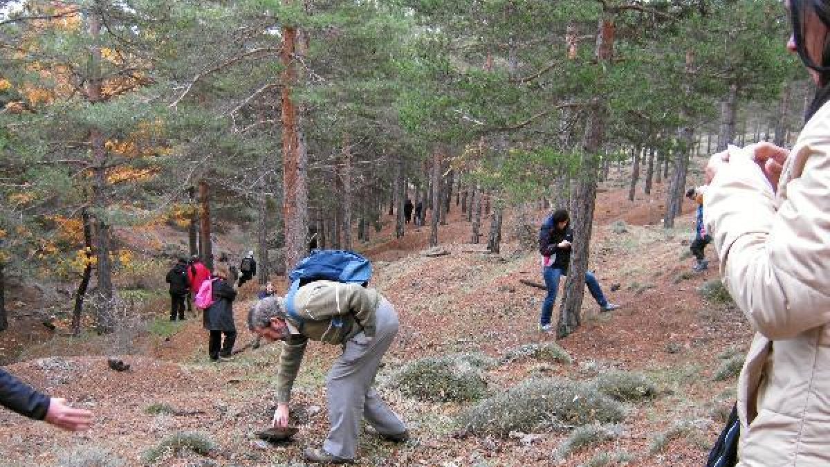 Recogida de setas en los montes de Bayárcal.