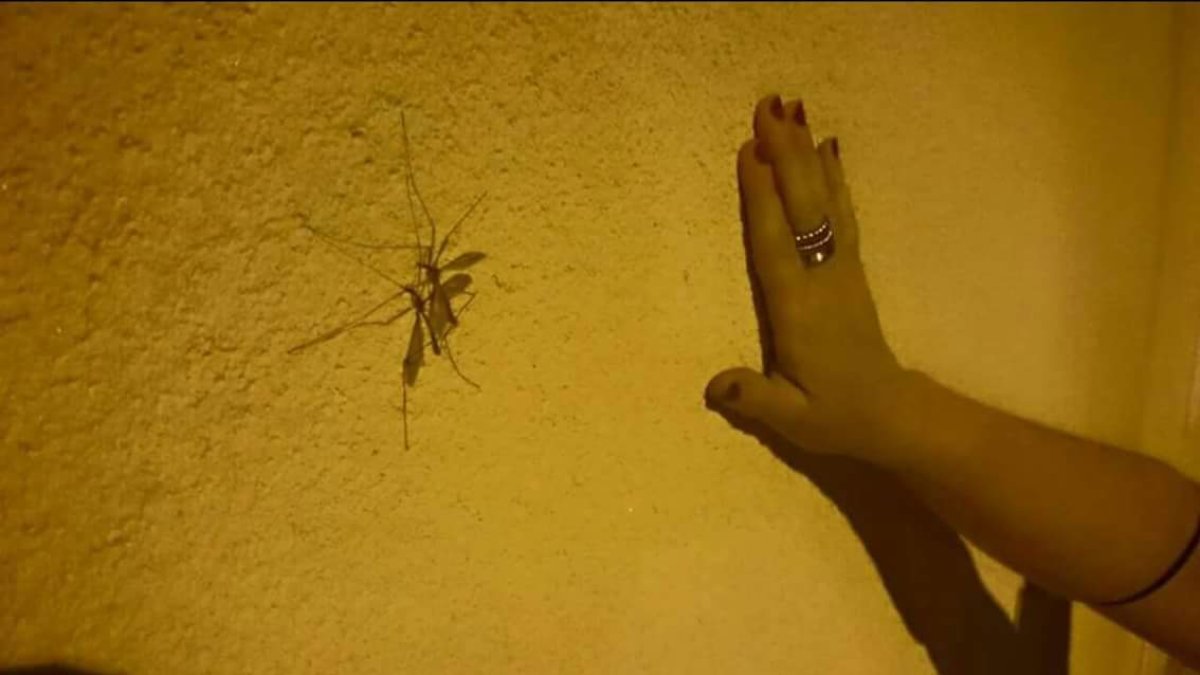 Una vecina de Huércal de Almería midiendo el tamaño del insecto en su vivienda.