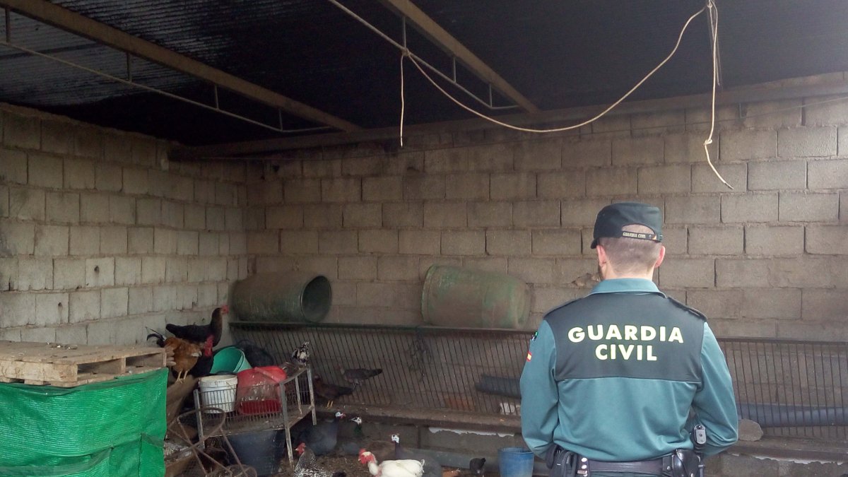 La operación se ha llevado a cabo en Pulpí.
