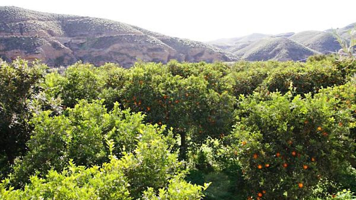 Campos de cítricos  en rendimiento en la zona de la Vega del Andarax, la principal comarca productora de la provincia.