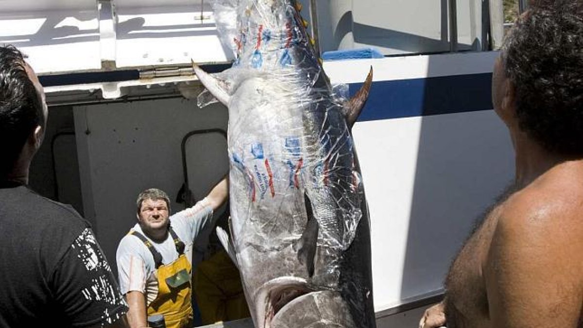 Capturas de pelágicos en el tradicional puerto marrajero de Carboneras.