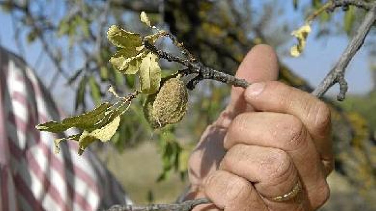 La lluvia registrada da un respiro al campo almeriense.
