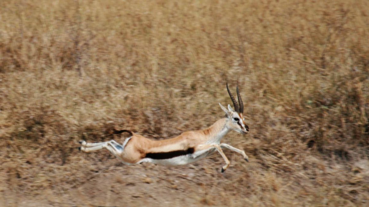 Una gacela Thompson, uno de los animales trasladados a Tabernas desde Valencia.