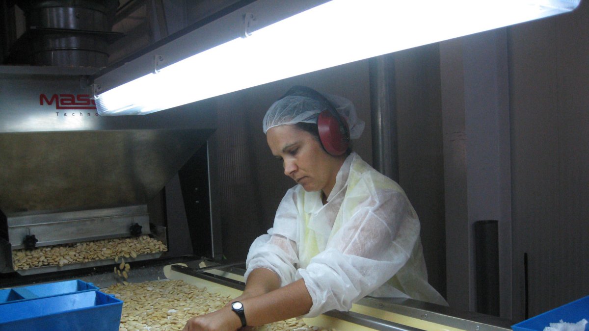 Una empleada clasificando almendra pelada almeriense en la fábrica de frutos secos de Gérgal.