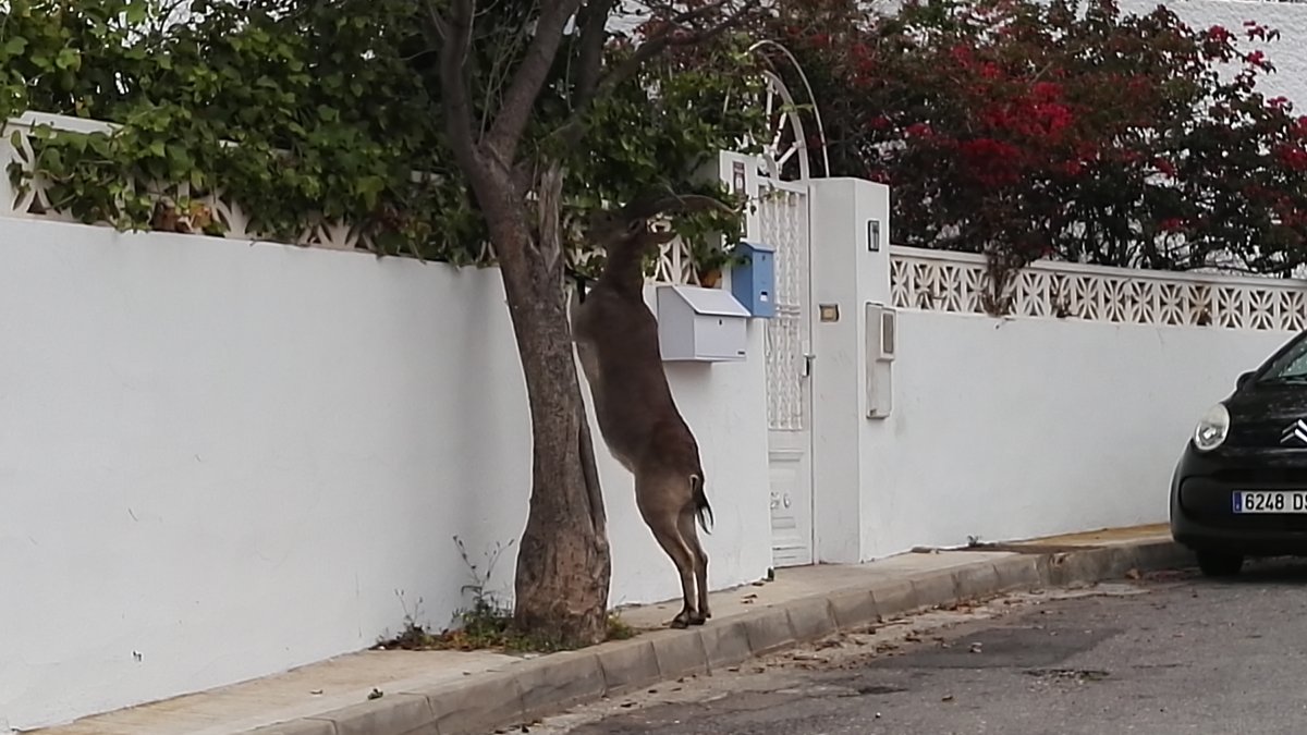 Una cabra montés comiendo del seto de un jardín