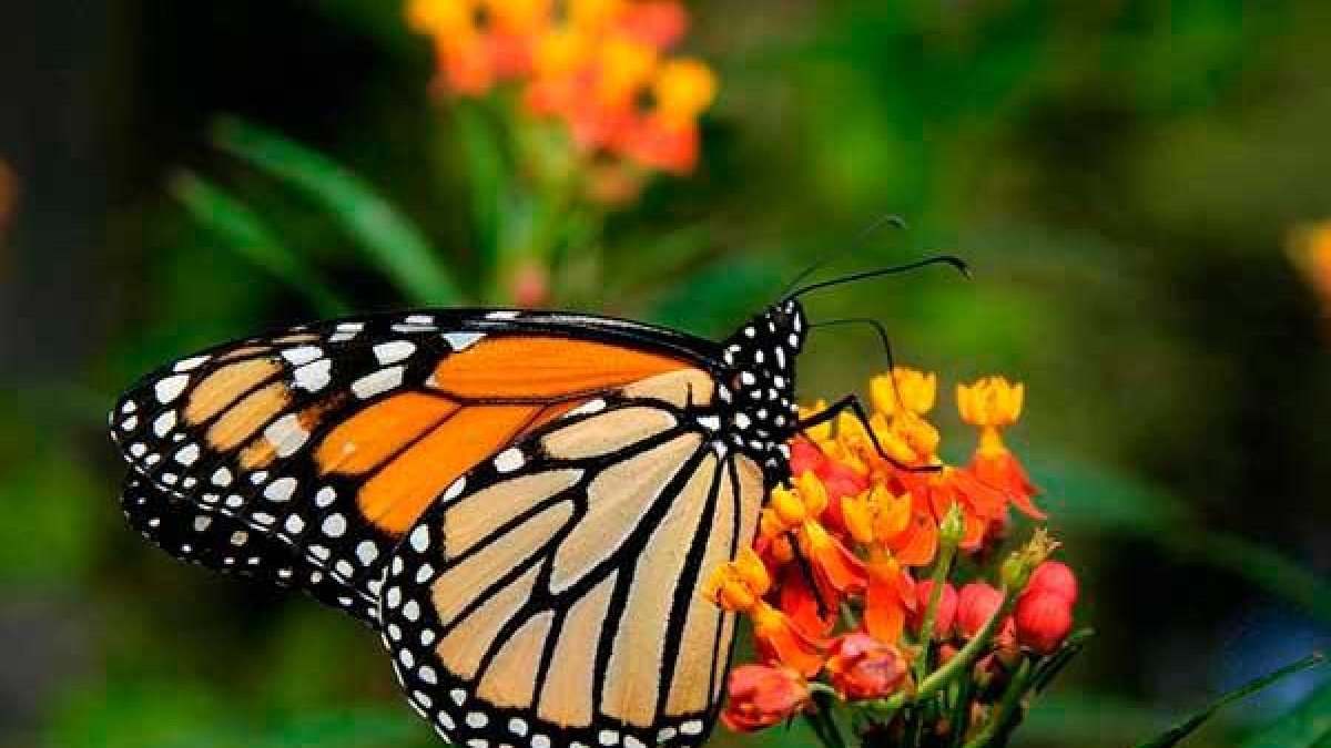 Ejemplar de una de las mariposas que se podrán ver en libertad en el mariposario que hoy abre.