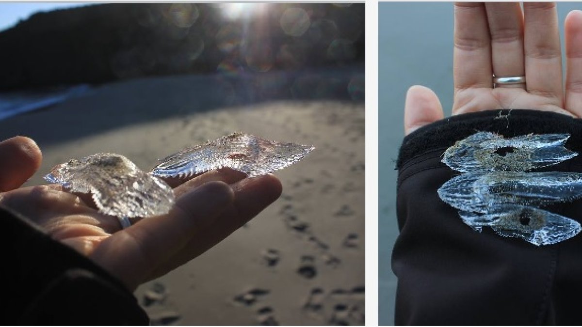 Ejemplares sobre la mano de María Teresa, quien ha facilitado a Serbal las fotos.