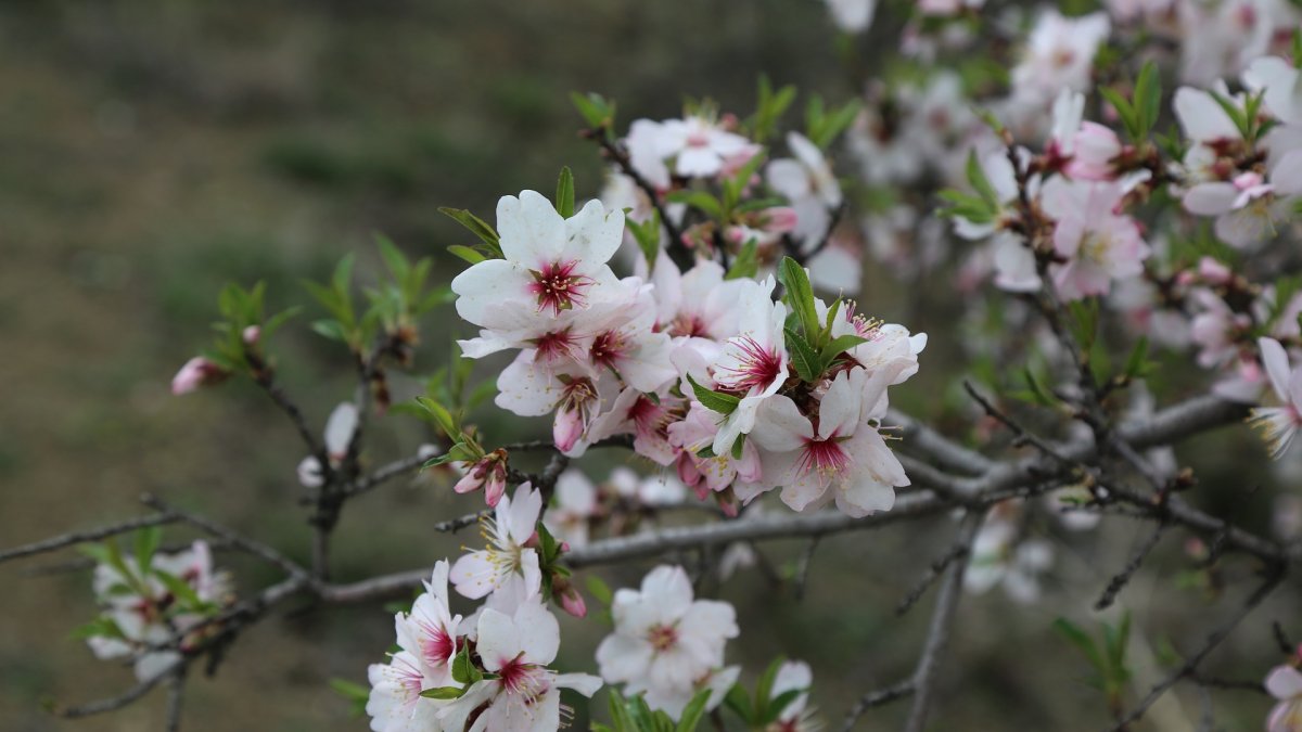 Flor de almendro.