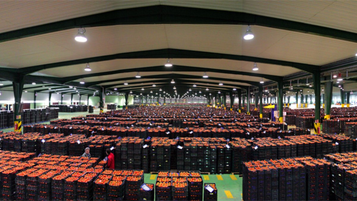 Un almacén repleto de producto de una empresa comercializadora de frutas y hortalizas de la provincia de Almería.