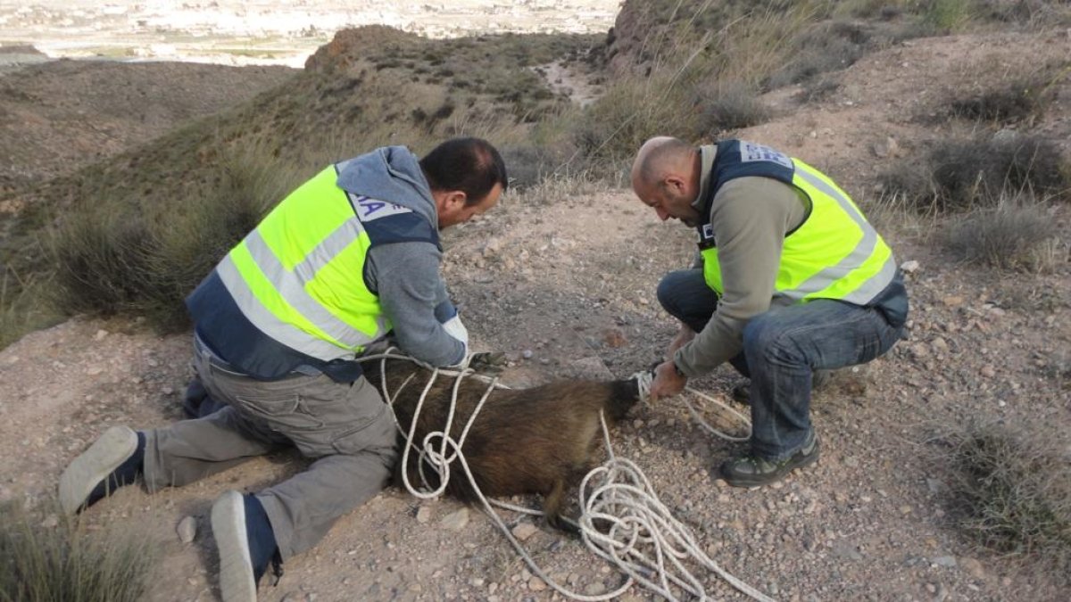 Los agentes, intentando inmovilizar al animal.
