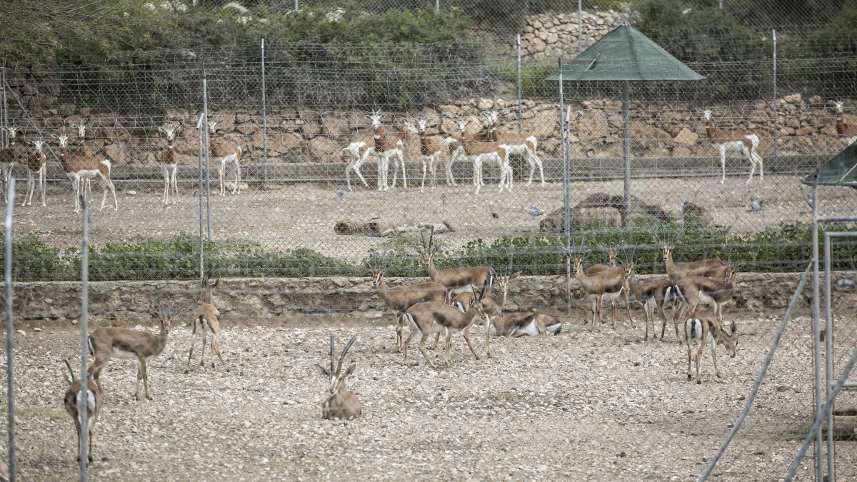 Gacelas dorca y dama en la Finca Experimental ‘La Hoya’. Ambas especies conviven bien. No así las gacelas cuvieri.