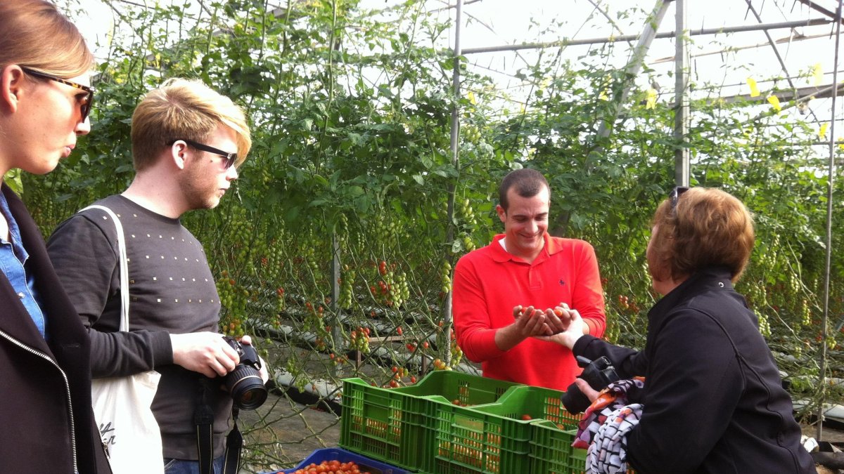 Variedades de tomate cherry en un invernadero almeriense, muy apreciadas por los consumidores jóvenes europeos.