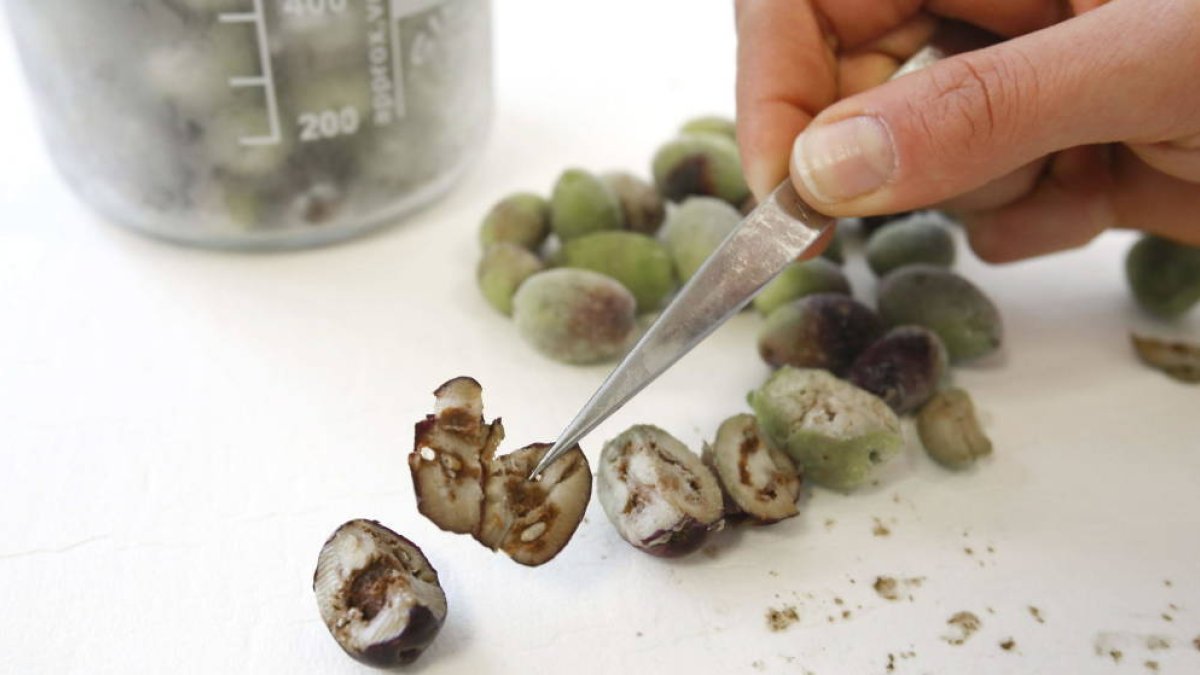 La Xileya ha afectado hasta ahora al olivo en otras regiones.