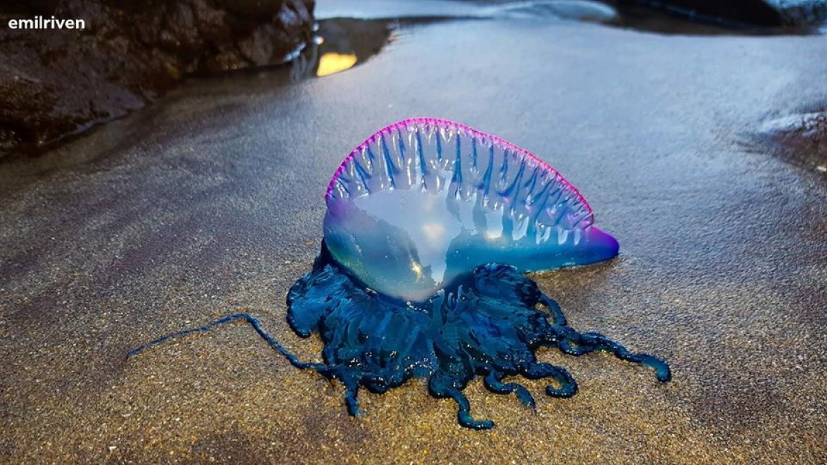Carabela portuguesa aparecida estos días en Mónsul, en una imagen cedida por Emilio Ridao.