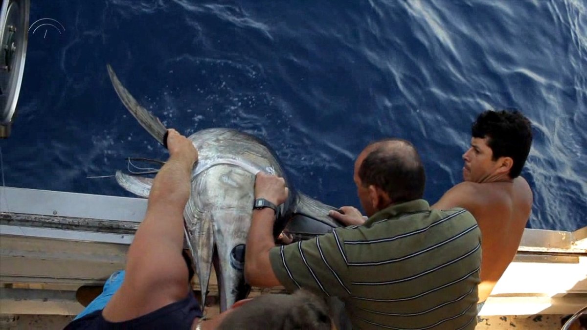 Marineros  de Carboneras en plena captura artesanal de un ejemplar de pez espada.