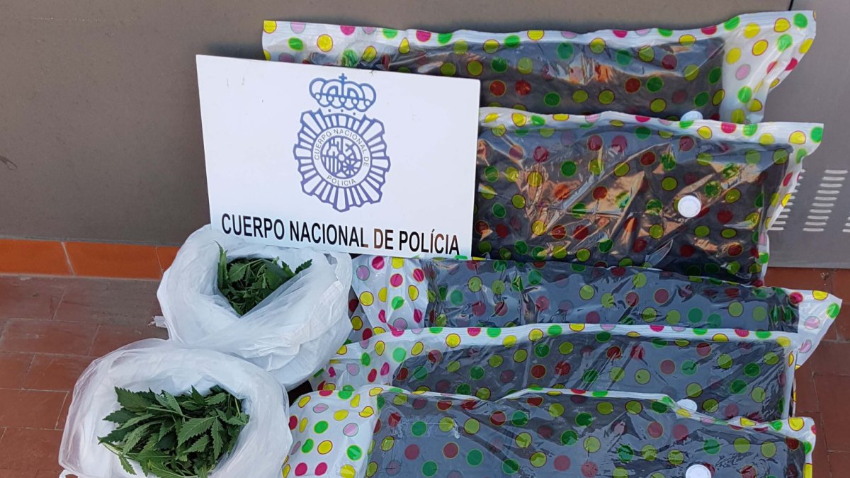 Cogollos de marihuana decomisados