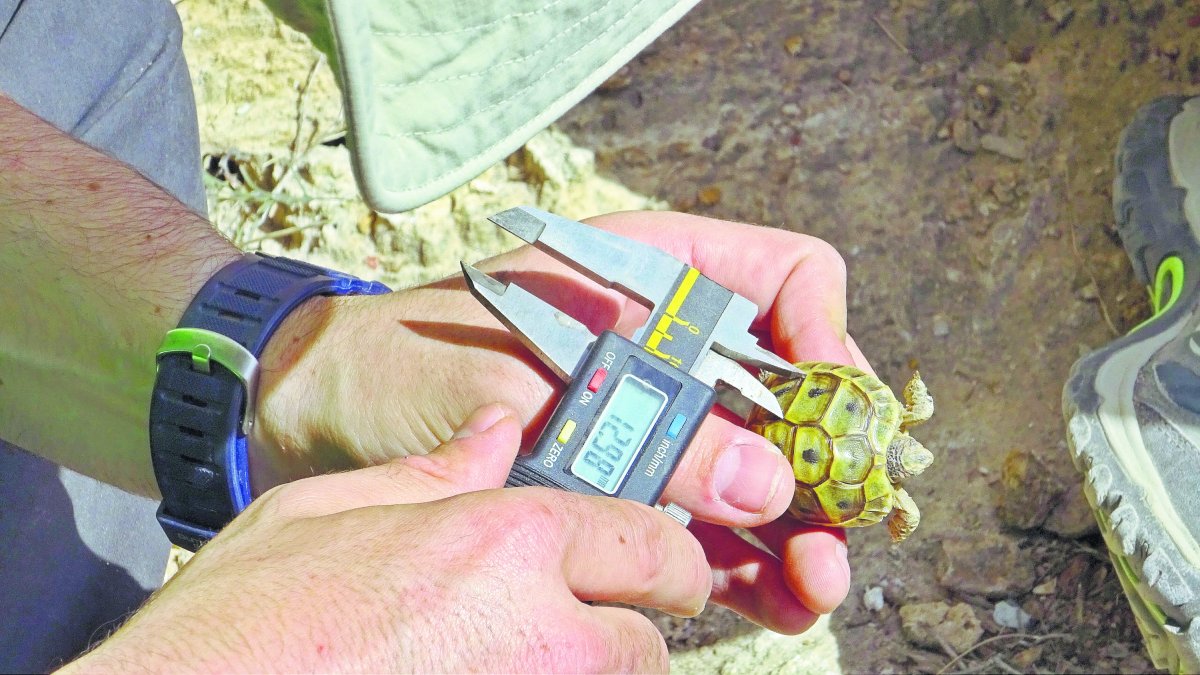 Ejemplar de tortuga mora de poca edad recogida hace unas semanas por miembros de Serbal.