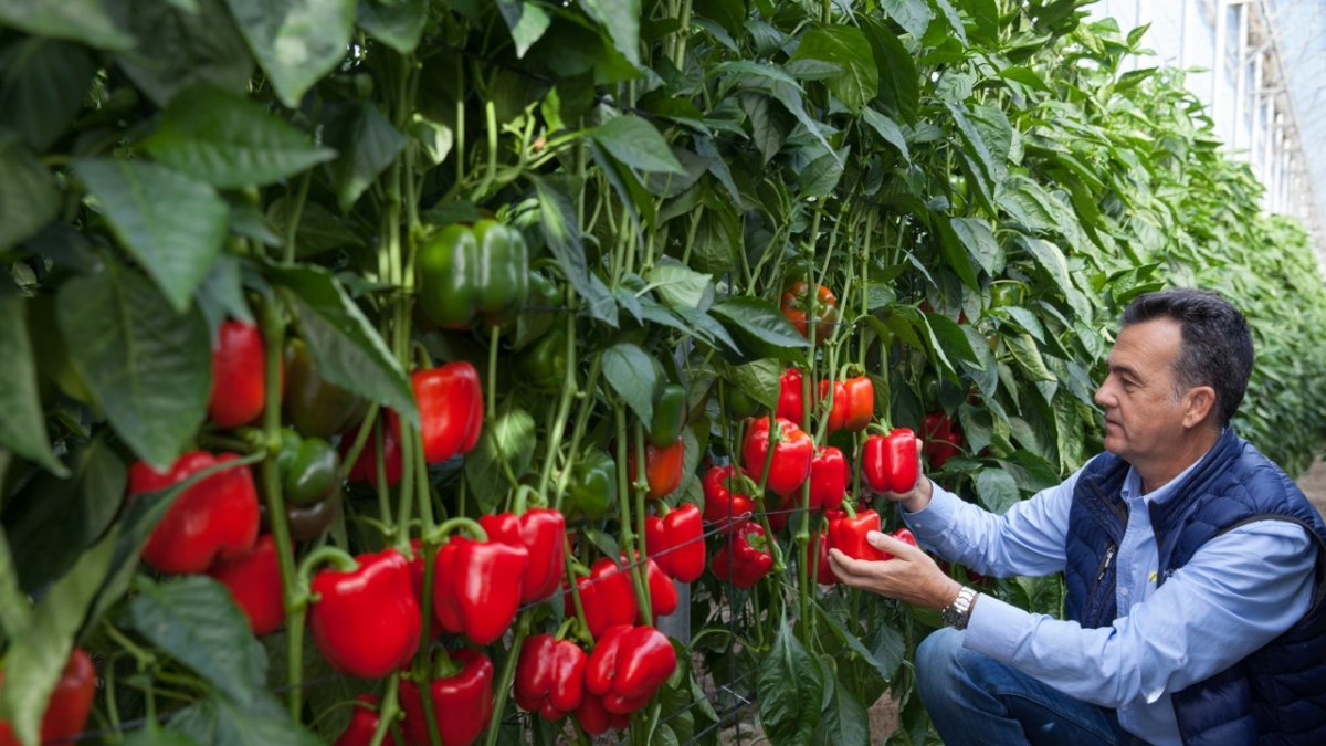 Un técnico examina una variedad de pimiento California rojo en un invernadero almeriense.