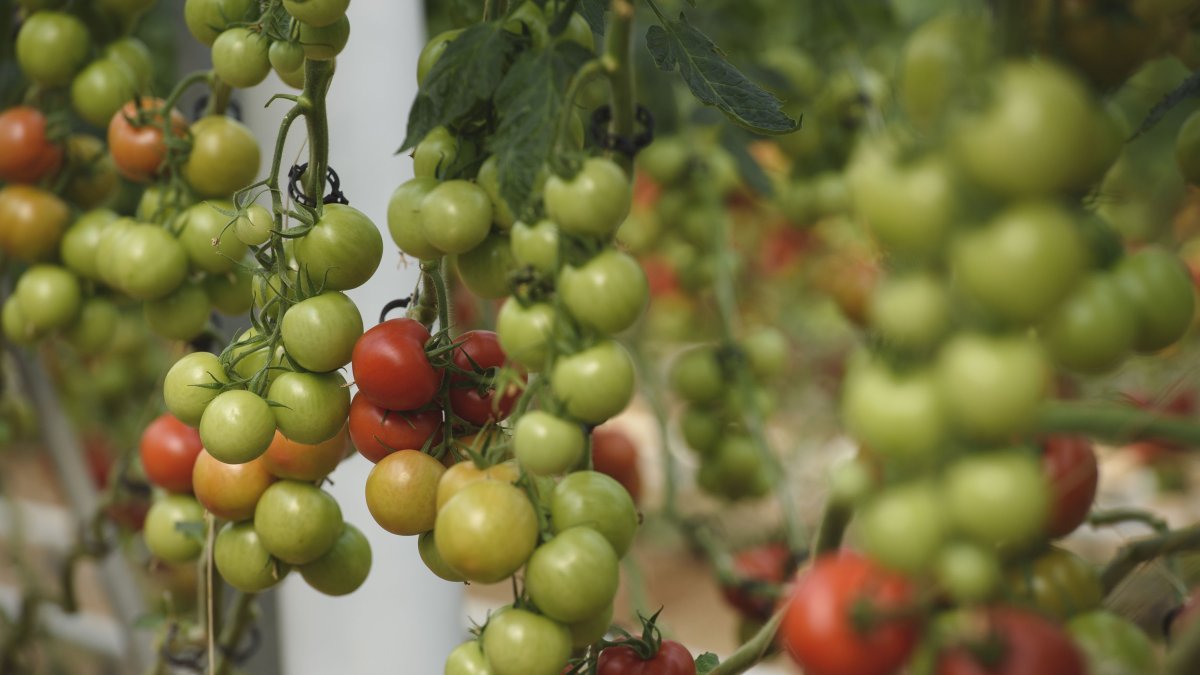 El tomate es la hortaliza más exportada en los primeros meses de 2018, pero su valor baja en comparación al año 2017.