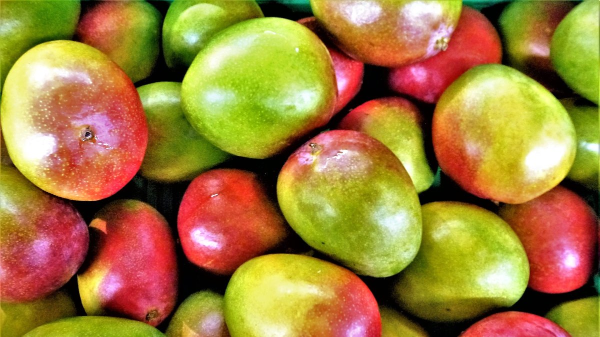 El mango, un producto tropical que se cultiva en Andalucía.