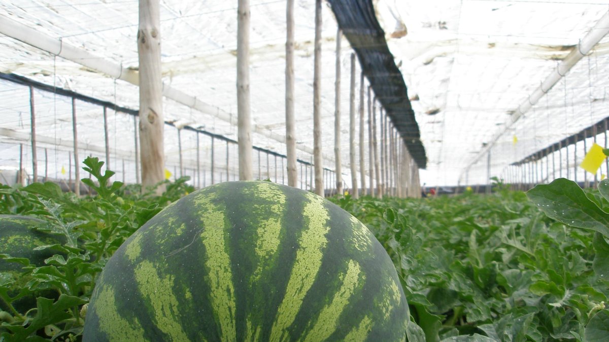 La sandía es el cultivo más rentable de primavera en el invernadero almeriense.