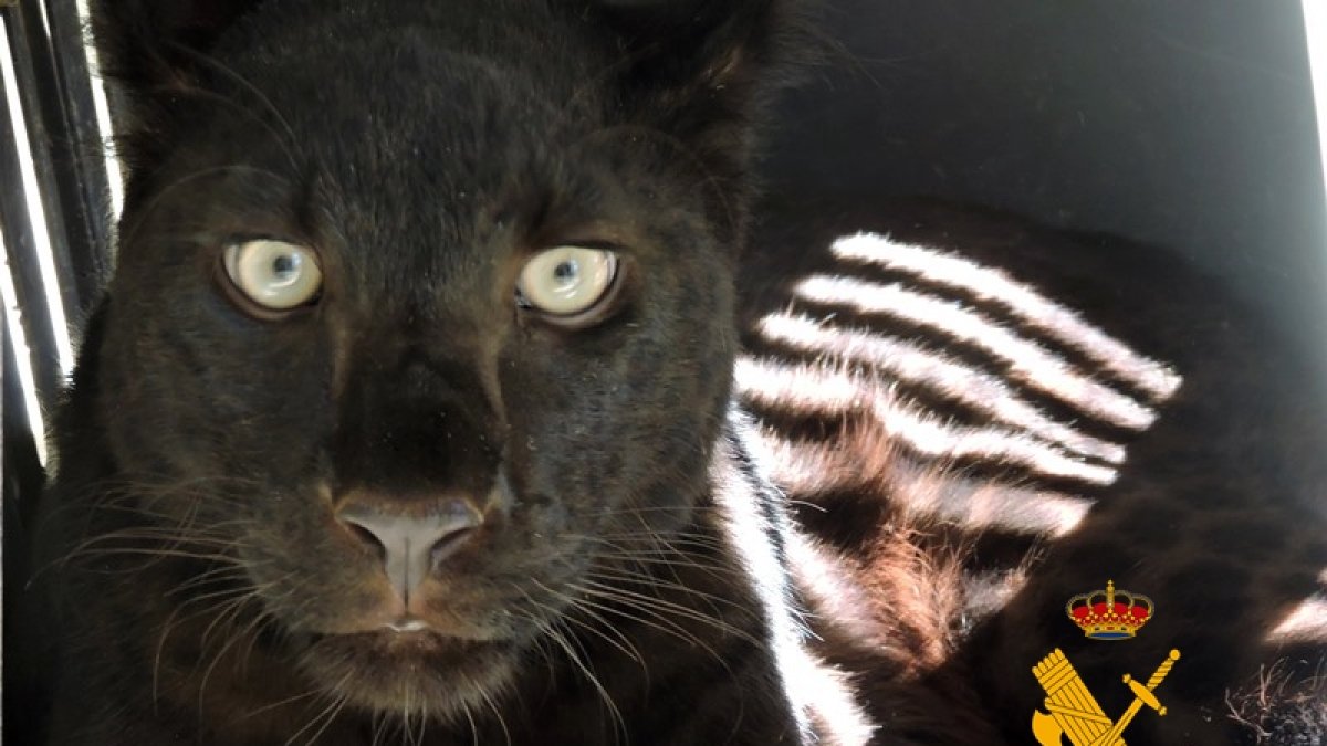 Pantera negra encontrada en un zoológico clandestino de Arboleas en 2016.