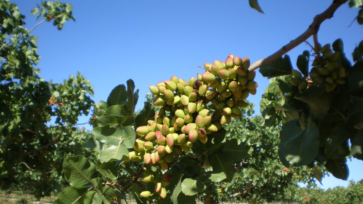 Un pistachero en producción en una zona de interior de la provincia de Almería.