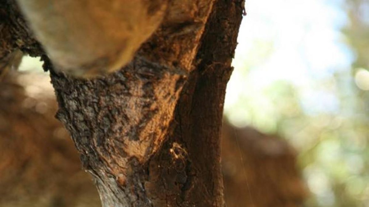 Síntoma de Xylella en un cultivo leñoso en España.