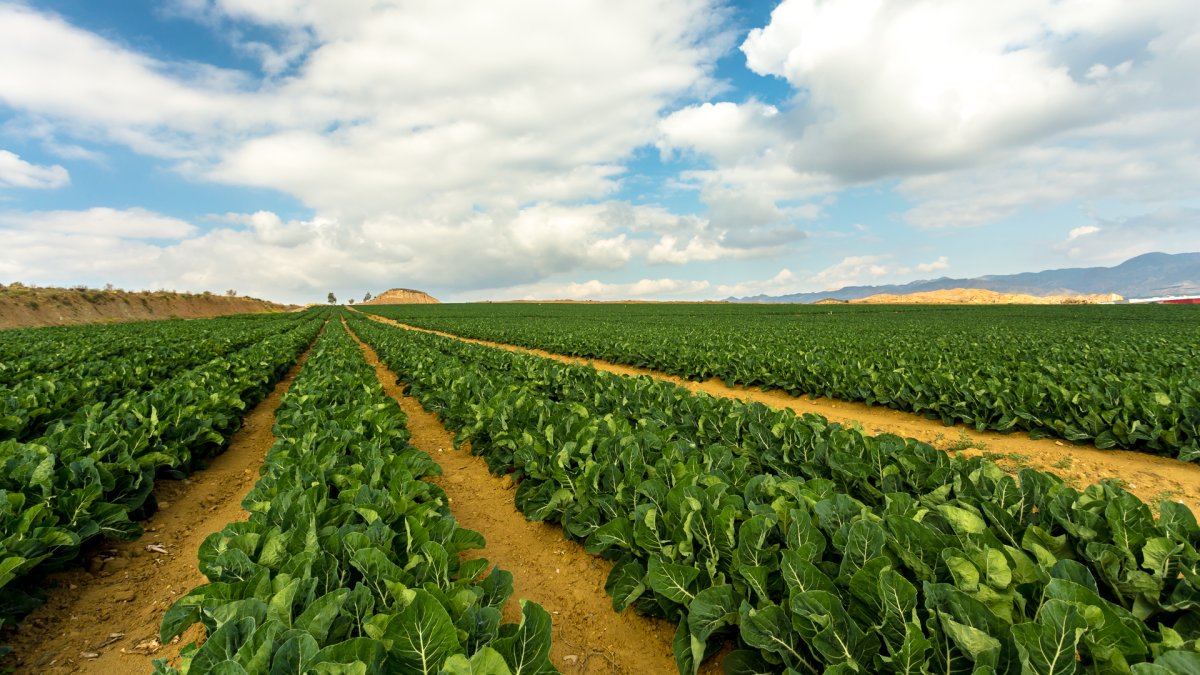 La empresa usa las últimas novedades tecnológicas y de maquinaria tanto en el campo como en la comercializadora.
