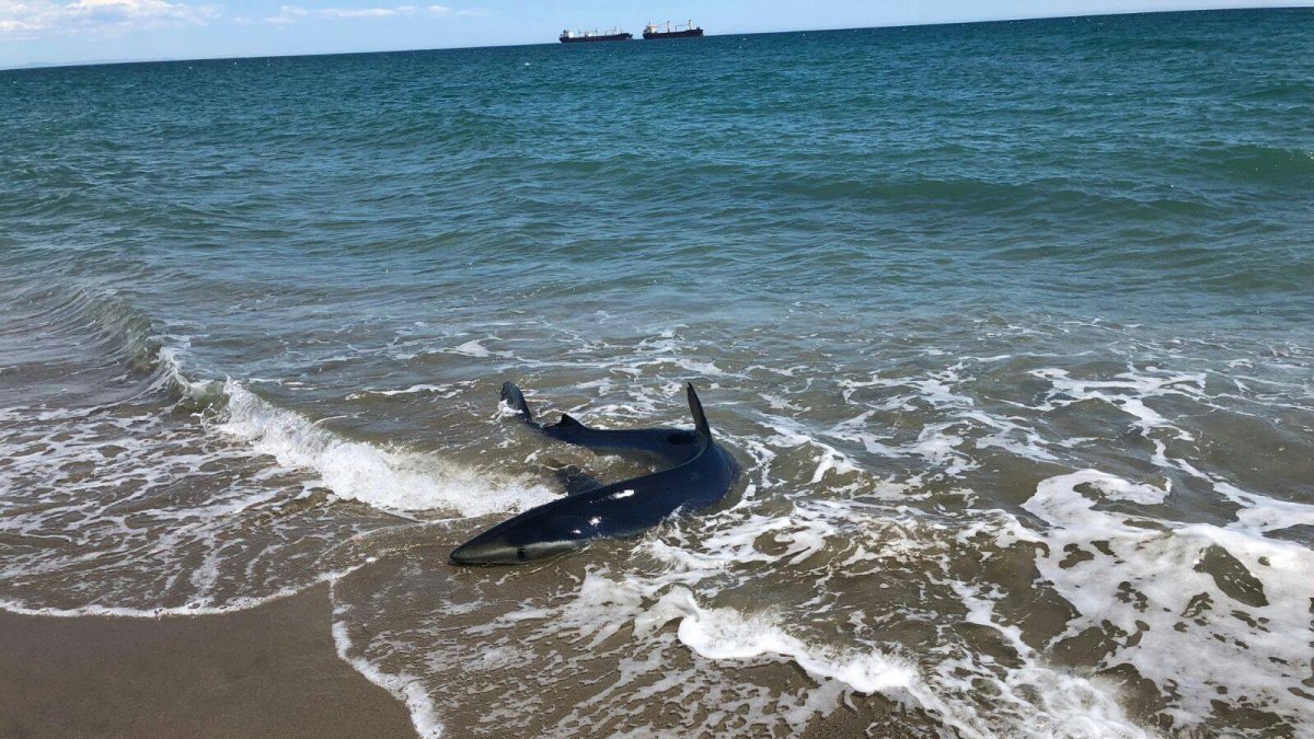 La tintorera, en la orilla de la playa de Vera, en una foto de Equinac.