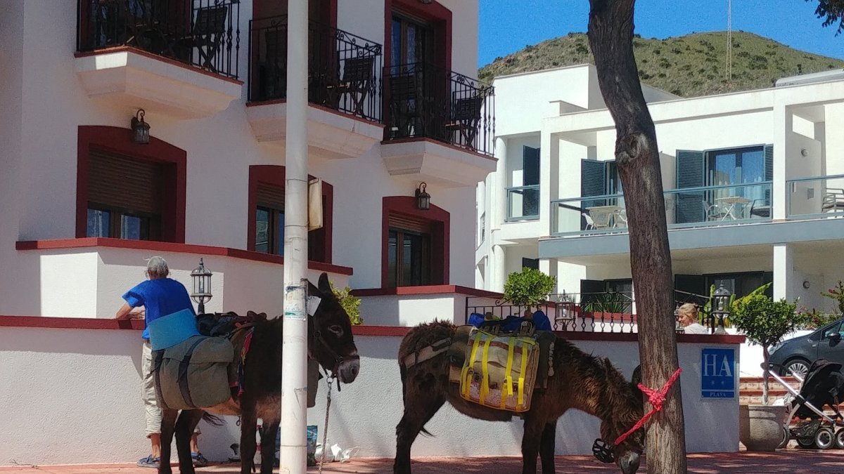 Dos burros en San José, esperan a sus dueños, dos turistas que han viajado desde Francia con sus burritos.