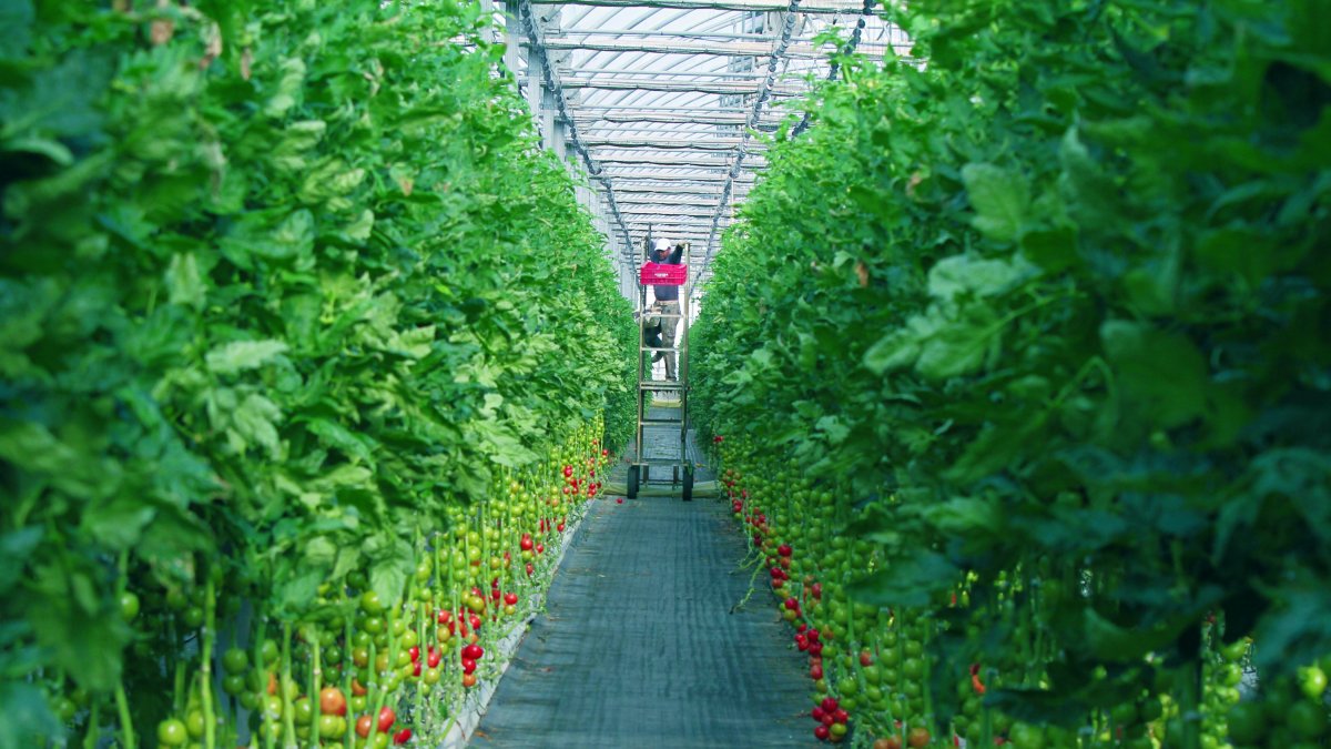 El proyecto Fertinnowa busca optimizar el uso de agua y fertilizantes en la agricultura.