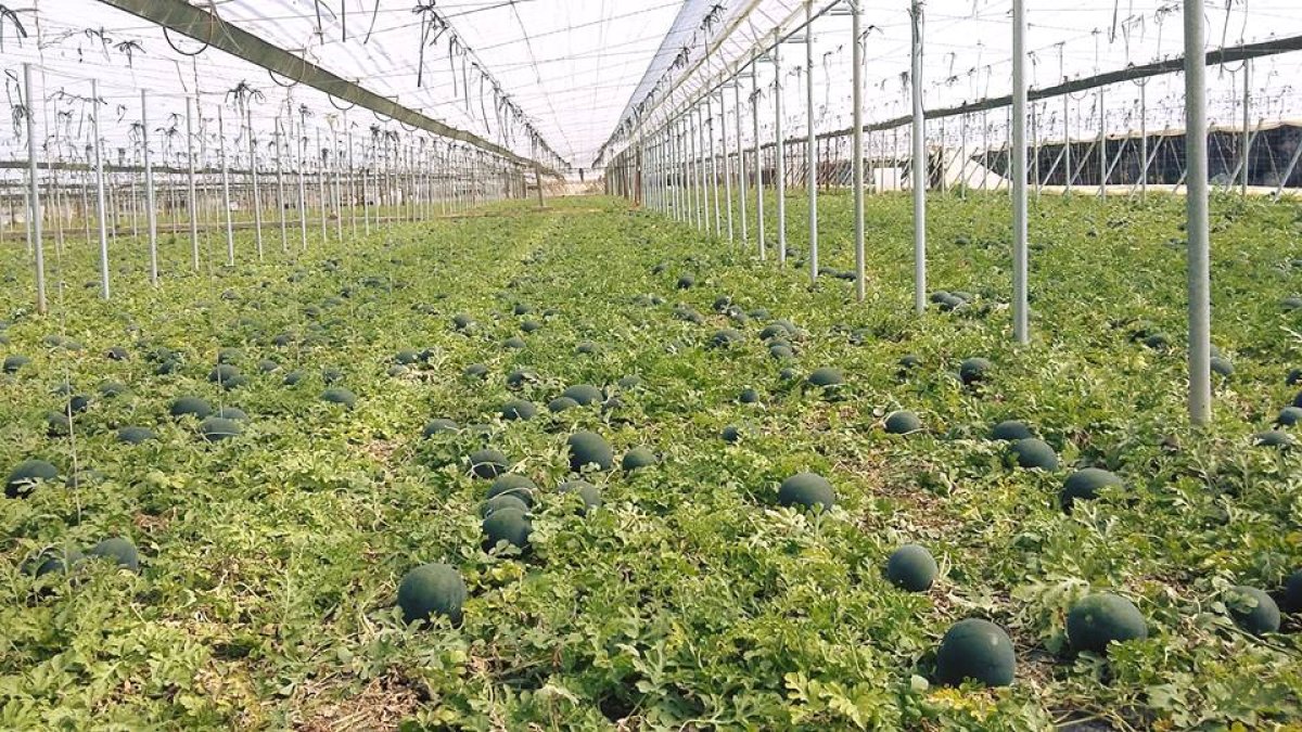 Un invernadero de Almería plantado con sandía.