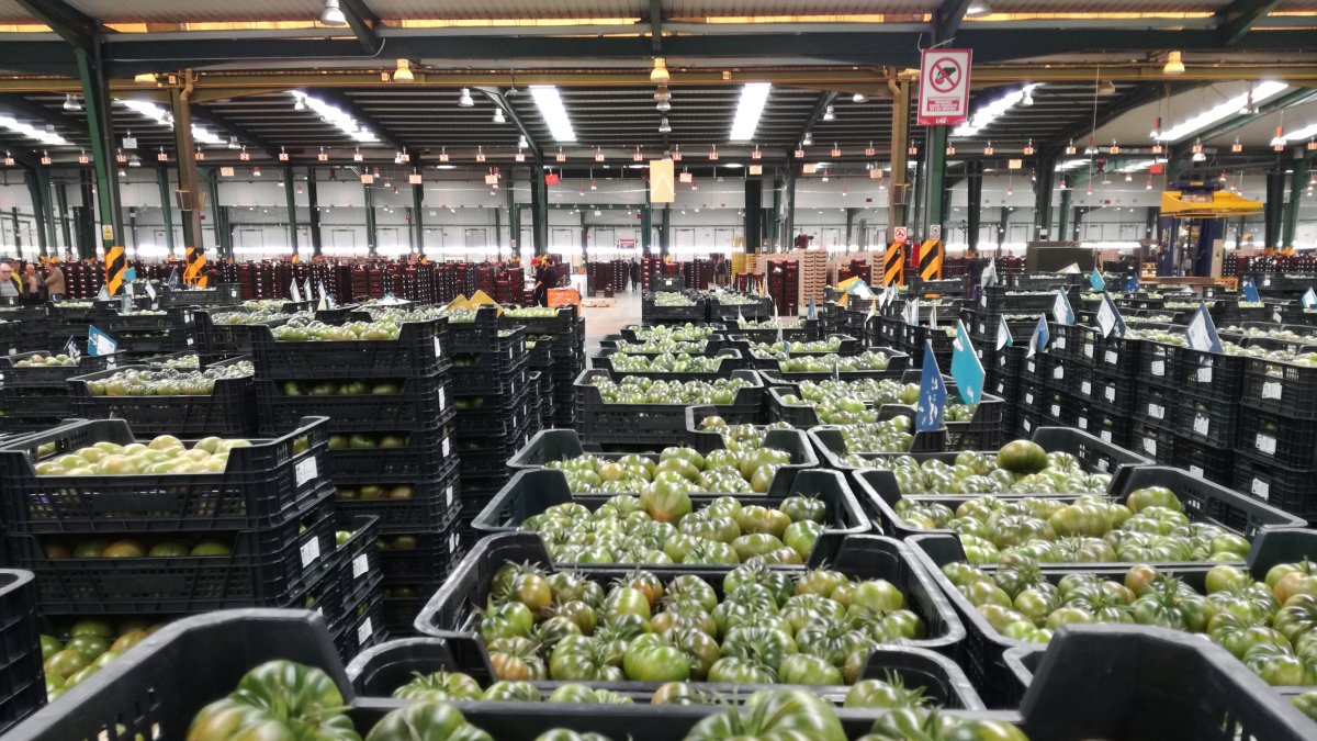 Los ingresos por exportación de tomate cayeron un 7%