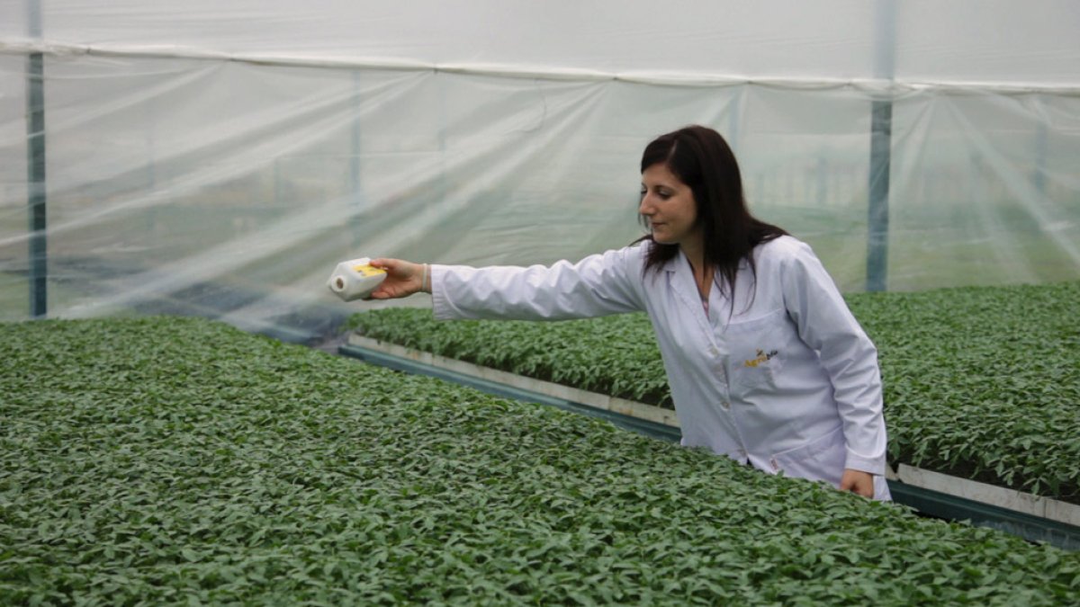 Una investigadora realiza una suelta de insectos auxiliares en un invernadero de la provincia.